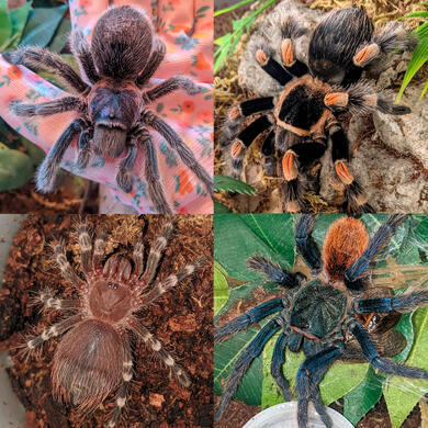 Photo collage of my four tarantulas. Bunny, the Chilean rose. Spooky, the Mexican red knee. Pepper, the baby Brazilian red and white. And Frankie, the green bottle blue.