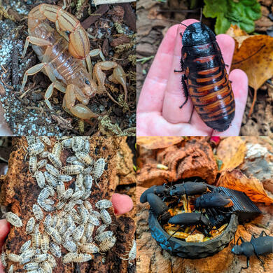 Photo collage of my pet bugs. Sandstone, the striped devil scorpion. Saturn, the Madagascar hissing roach, dairy cow isopods, and superworm beetles.