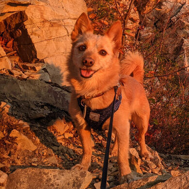 Photo of my Pomeranian Yorkie mix, Bubba, on a hike! He's so cute and my best friend!